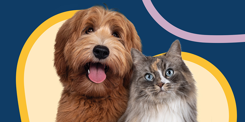 Fear Free Featured Featured Case Study Image - Large