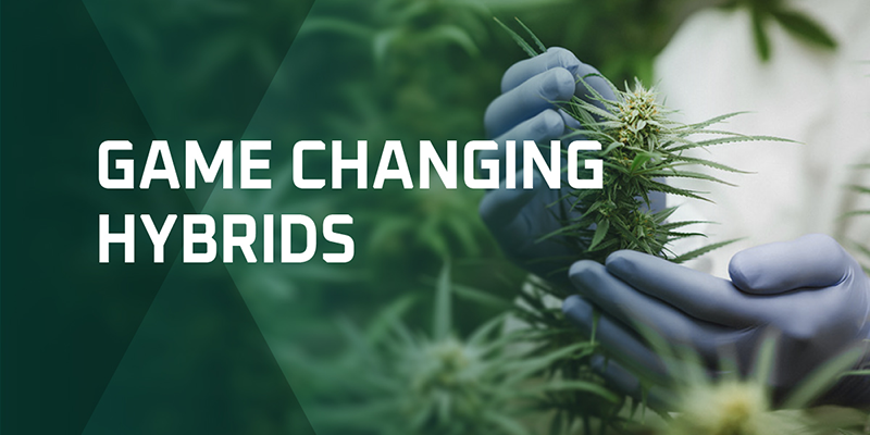 Verve Seeds Featured Case Study Image - Large